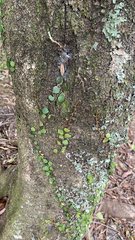 Pyrrosia eleagnifolia