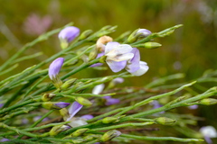 Psoralea usitata