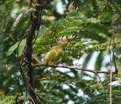 Leptocoma brasiliana