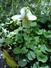 Viola filicaulis