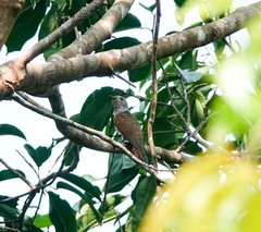 Chrysococcyx xanthorhynchus
