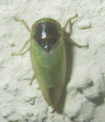 Batracomorphus