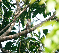 Chrysococcyx xanthorhynchus