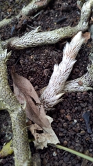 Davallia griffithiana