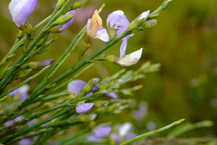 Psoralea usitata