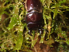 Geodorcus helmsi