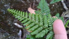 Davallia griffithiana