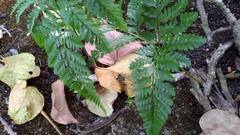 Davallia griffithiana