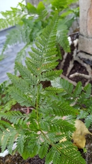 Davallia griffithiana