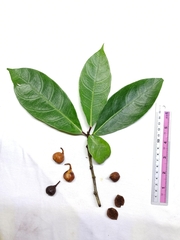 Ficus tarennifolia