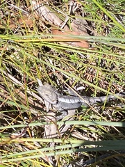 Amphibolurinae