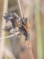 Parabatozonus lacerticida