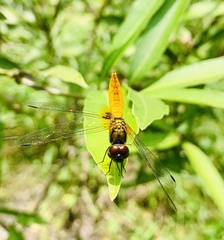 Aethriamanta brevipennis