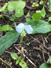 Commelina erecta