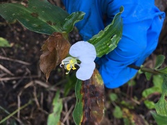Commelina erecta
