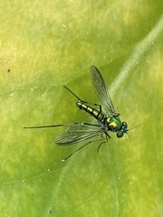 Chrysosomatini
