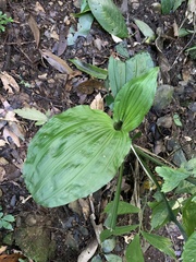 Calanthe masuca