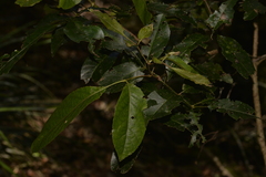 Ackama paniculosa