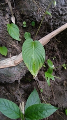 Rhynchoglossum