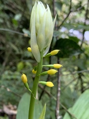 Calanthe actinomorpha