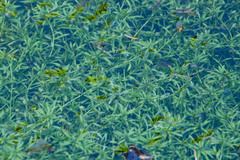 Callitriche