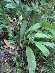 Calanthe actinomorpha