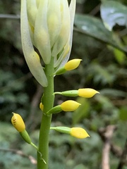 Calanthe actinomorpha