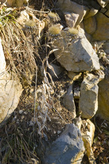 Carlina vulgaris
