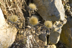 Carlina vulgaris