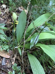 Calanthe actinomorpha