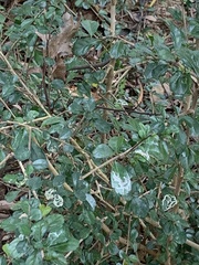 Ehretia microphylla