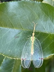 Norfolius howensis