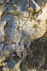 Carlina vulgaris