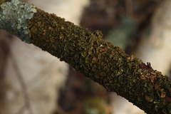 Melanohalea septentrionalis