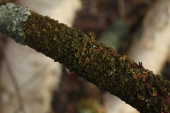 Melanohalea septentrionalis