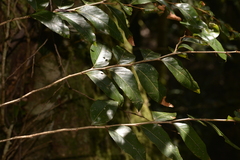 Nothofagus moorei