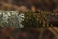 Melanohalea septentrionalis