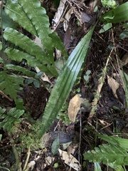 Tainia dunnii