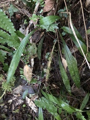 Tainia dunnii