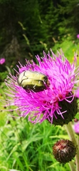 Protaetia cuprea