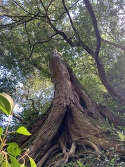 Calocedrus formosana