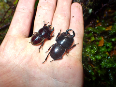 Geodorcus helmsi