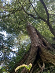 Calocedrus formosana