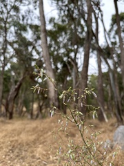 Dianella tarda