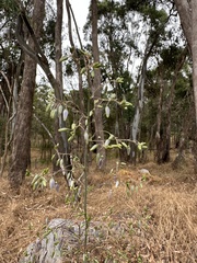 Dianella tarda