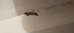 Spodoptera cilium