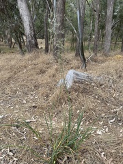Dianella tarda