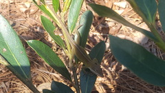 Anolis carolinensis