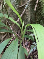 Calanthe lyroglossa