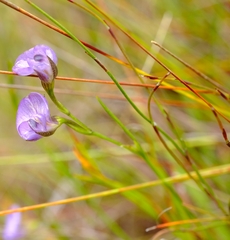 Psoralea trullata